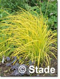 Carex Elata Bowles Golden Gelbgrune Garten Segge Hier Bestellen Stauden Garten Pflanzen