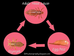 Image result for lice life cycle