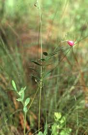 Image result for Tephrosia montana