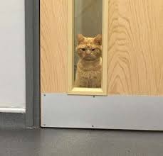 grumpy street cat makes everyone at shelter fall in love with him we love cats and kittens cats cat has fleas cats and kittens