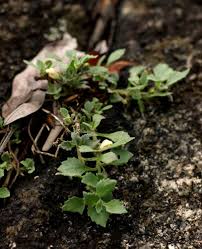 Image result for Stemodiopsis rivae