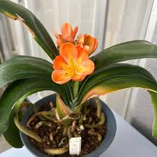 Image result for Eriospermum mackenii