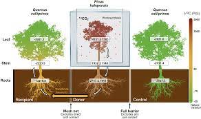 Ectomycorrhizal fungi mediate belowground carbon transfer between pines and  oaks | The ISME Journal