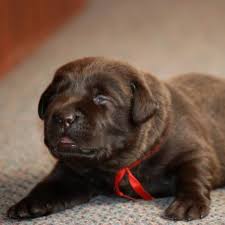 There is a rehoming fee 2 month old labrador female and male needing a new. Chocolate Labrador Retrievers Of The Philippines The Choco Club Home Facebook