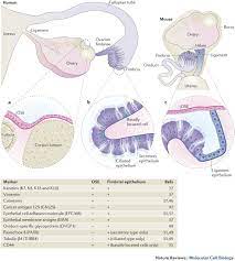 Refers to person, place, thing, quality, etc.): Ovary And Fimbrial Stem Cells Biology Niche And Cancer Origins Nature Reviews Molecular Cell Biology