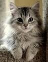 Available Siberian Kittens For Sale & Cats For Adoption