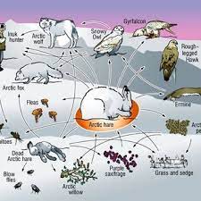 Pdf The Tundra Biome