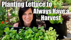 Lettuce is cheap and easy to grow in your garden at home, so how far apart should you plant lettuce? How To Plant Lettuce Seedlings Seeds To Always Have A Harvest Spring Garden Series 6 Youtube