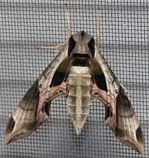 Common Large Moths Texas Insect Identification Tools