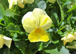 No posters of the usda plant hardiness zone map have been printed. April Gardening In Zone 6 Angie The Freckled Rose