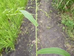 Image result for Urochloa deflexa