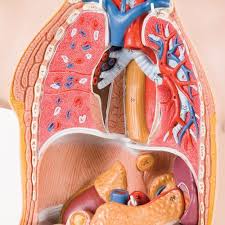Human body internal parts such as the lungs, heart, and brain, are enclosed within the skeletal system and are housed within the different internal body cavities. Human Mini Torso Model With 12 Parts