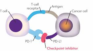 Image result for Immune Checkpoint Inhibitor