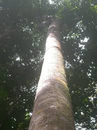 Image result for Symphonia globulifera