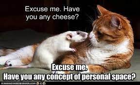 Pin On Cats