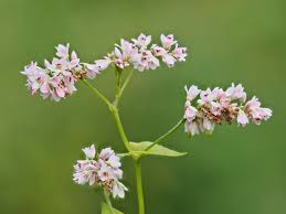 Image result for Fagopyrum esculentum