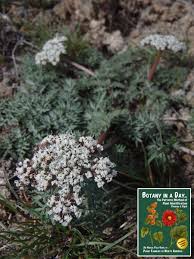 Image result for Aphloiaceae