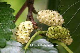 Image result for Moraceae