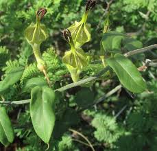 Image result for Ceropegia lugardiae