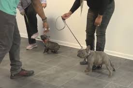 Sit, down, stand, stay, come, watch, touch and leave it while exploring the use of markers in training. The Wolfkeeper University Provides Professional Step By Step Puppy Dog Training Classes To Develop Obedience Dog Training Obedience Dogs Training Your Puppy