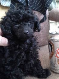 Maybe you would like to learn more about one of these? Pin On Poodles