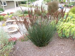 Image result for Oropetium capense