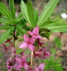 Image result for Daphne mezereum