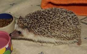 Available West Coast Hedgehogs Baby Hedgehogs For Sale In Oregon Baby Hedgehogs For Sale Hedgehog For Sale Baby Hedgehog