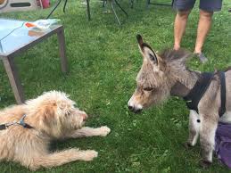 Maybe you would like to learn more about one of these? Tiny Tim The Mini Donkey Acts Like Dog People Com