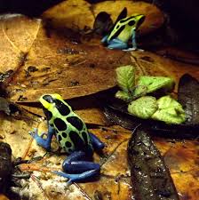 Last, always source your pets from a respected seller. Do Frogs Make Good Pets Josh S Frogs How To Guides