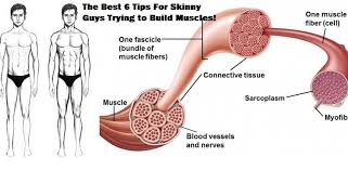 Definitely limit all fried foods, potato chips, donuts, sausages and other processed meats, cheese and ice cream. The Best 6 Tips For Skinny Guys Trying To Build Muscles Gym Legion