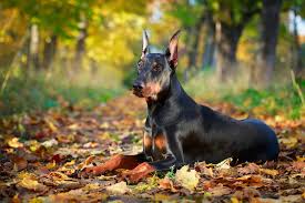 Is a form of the latin given name hadrianus. 500 Tough Dog Names For Your Fierce Puppy K9 Web