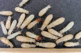 Termites may be transferred from house to house with the infected wooden things. How To Get Rid Of Subterranean Termites Treatment Prevention