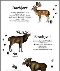 • vildsvin finns antagligen i anhopningar i regionen. Pin Pa Skogen