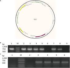 It features rate compensation and is available with 194 °f (90 °c) rating. Frontiers Overexpression Of The Transcription Factor Atlec1 Significantly Improved The Lipid Content Of Chlorella Ellipsoidea Bioengineering And Biotechnology