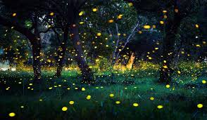 We did not find results for: Where Have All The Fireflies Gone The Week