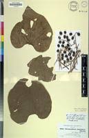 Image result for Chasmanthera dependens