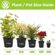 Hardy shrubs are important elements in new england gardens. 1 X Potentilla Katherine Dykes Deciduous Shrub Hardy Garden Plant In Pot Gardening Ka Pesi Garden Outdoors