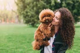 Poodles As Pets Cost Life Expectancy And Temperament Embora Pets