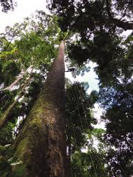 Image result for Marquesia macroura