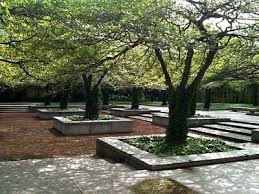 Olive Grove Garden Google Search Courtyard Garden Courtyard Landscaping Plants