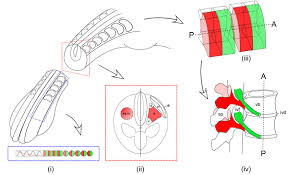 Somites are precursor populations of cells that give rise to important structures associated with the vertebrate body plan and will eventually differentiate into dermis, skeletal muscle, cartilage, tendons. Extensive Molecular Differences Between Anterior And Posterior Half Sclerotomes Underlie Somite Polarity And Spinal Nerve Segmentation Bmc Developmental Biology Full Text