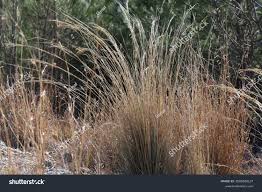 Image result for Hyparrhenia cymbaria
