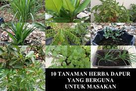 Pokok dukung anak ialah herba semusim yang kecil, tumbuh pokok ini jenis rendah dan tumbuh di hutan atau di pinggir kampong. 10 Tanaman Herba Dapur Yang Berguna Untuk Masakan Nak Masak Petik Jer Blog Santai Santai Jerr