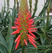 Image result for Aloe arborescens