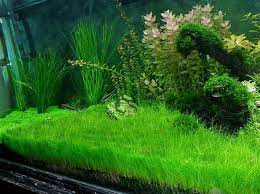 Selain tanaman karpet aquascape paling mudah, kamu pun bisa meletakkan kayu serta ornament lain yang akan menjadikan akuarium terlihat lebih enak dipkamung. 5 Jenis Tanaman Karpet Aquascape Terbaik Bibitbunga Com