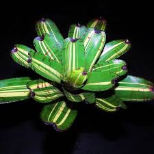 Image result for Neobolusia