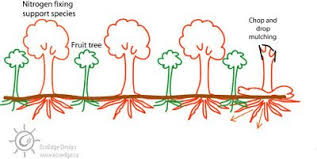 Nitrogen fixers are basically self fertilizing plants. Rhizobium Symbiosis With Woody Plants Leguminous Nitrogen Fixing Trees