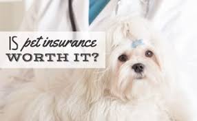 Plans covering wellness, illness, emergency & more. Is Pet Insurance Worth It Comprehensive Guide Caninejournal Com