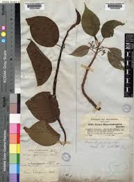 Image result for Scepocarpus hypselodendron